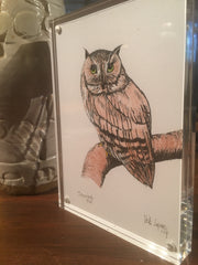 1. Screech Owl and Great Horned Owl